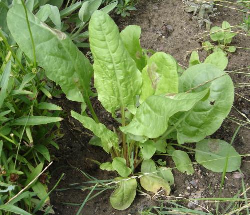 Sorrel herb